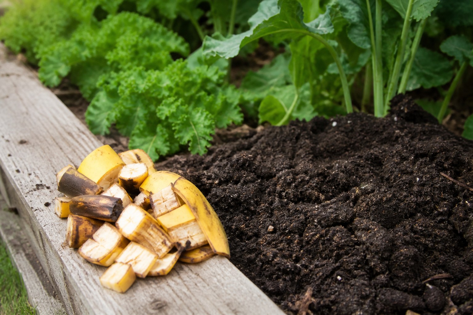 6 Banana Peel Uses as Natural Fertilizer and Pest Repellent
