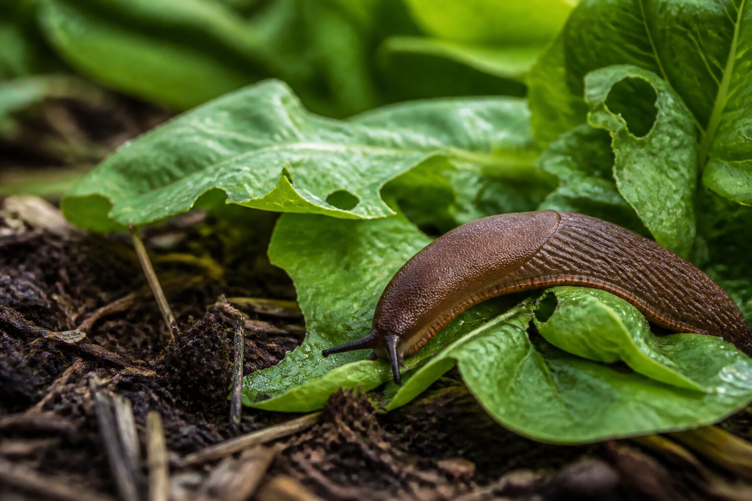 6 Natural Remedies To Banish Slugs Out of Your Garden