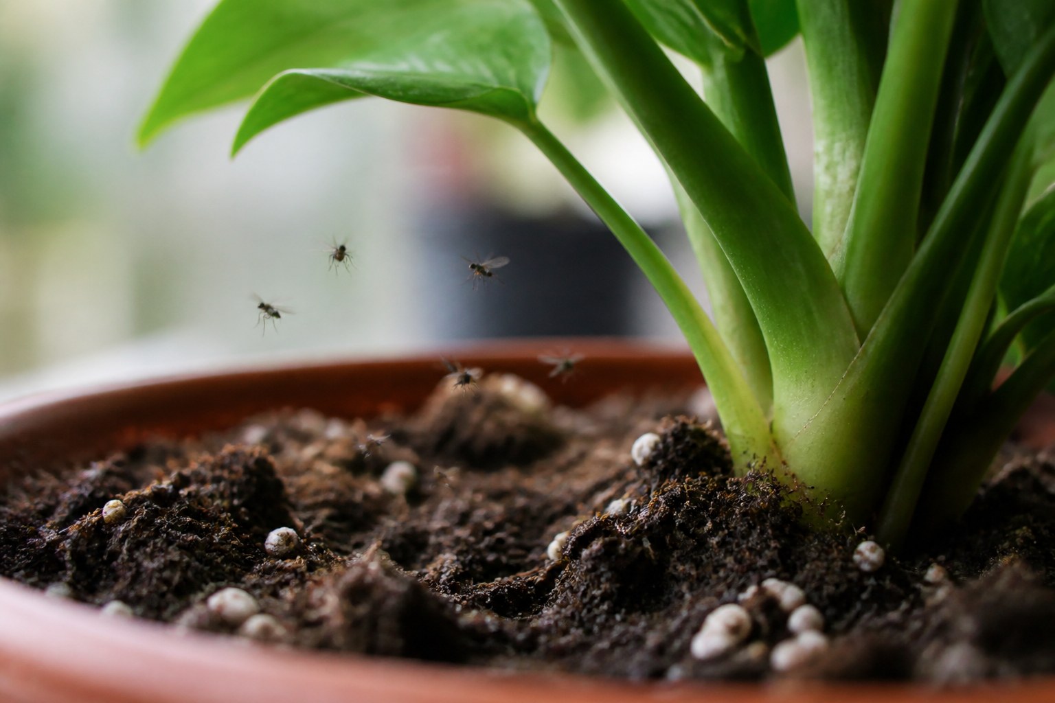 How to Get Rid of Fungus Gnats in Houseplants Soil