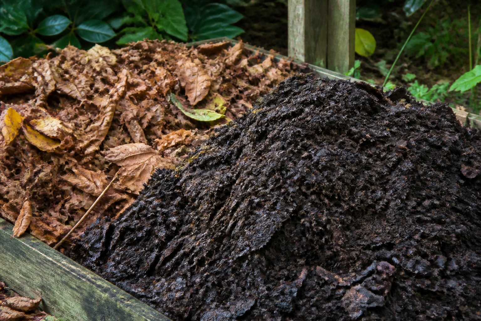 How to Make Leaf Mold to Enhance Soil Structure