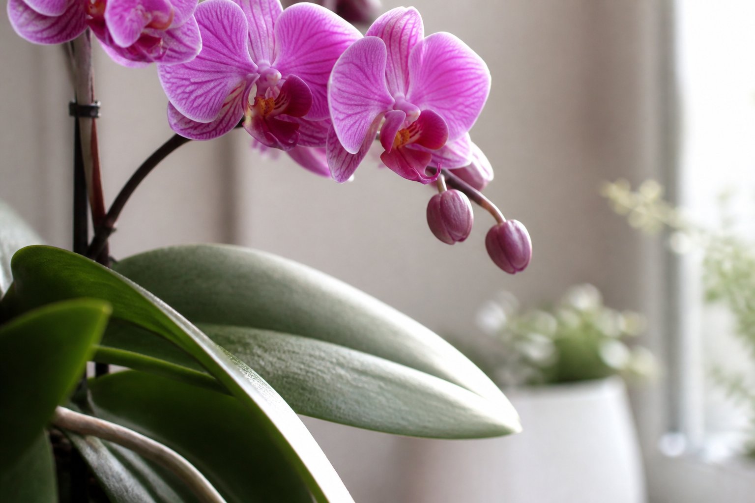 Effective Tips & Tricks to Protect Your Orchids from Mealybugs