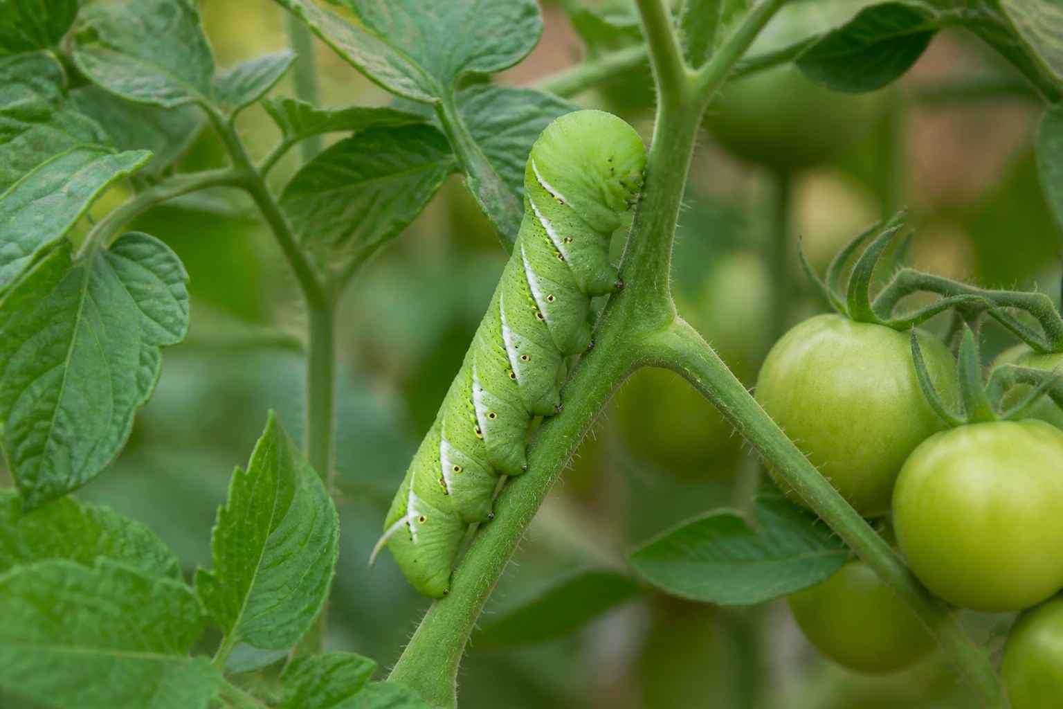 How to Get Rid of Tomato Hornworm Caterpillars: 3 Proven Methods